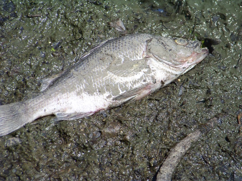 Officials believe extreme summer heat and low dissolved-oxygen levels to be the culprits responsible for the July 4 fish kill in Rehoboth Beach's Silver Lake. The Department of Natural Resources and Environmental Control is still testing the waters to determine the official cause of the kill. BY RYAN MAVITY